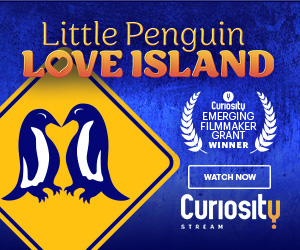 Curiosity Project campaigns first seen Jan 2025.