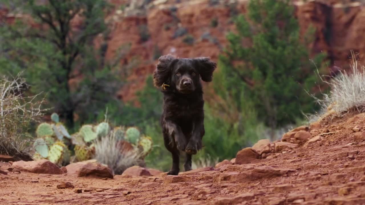 Purina Pro Plan Dog Food campaigns first seen Feb 2026.