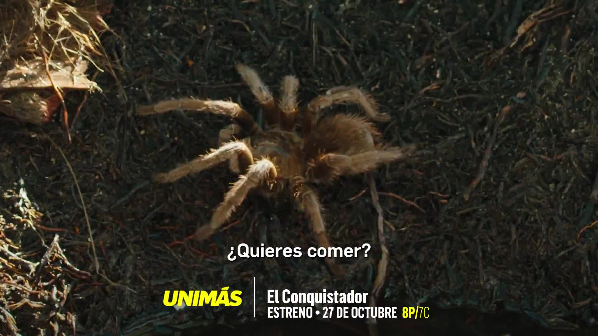 Univision campaigns first seen Oct 2025.