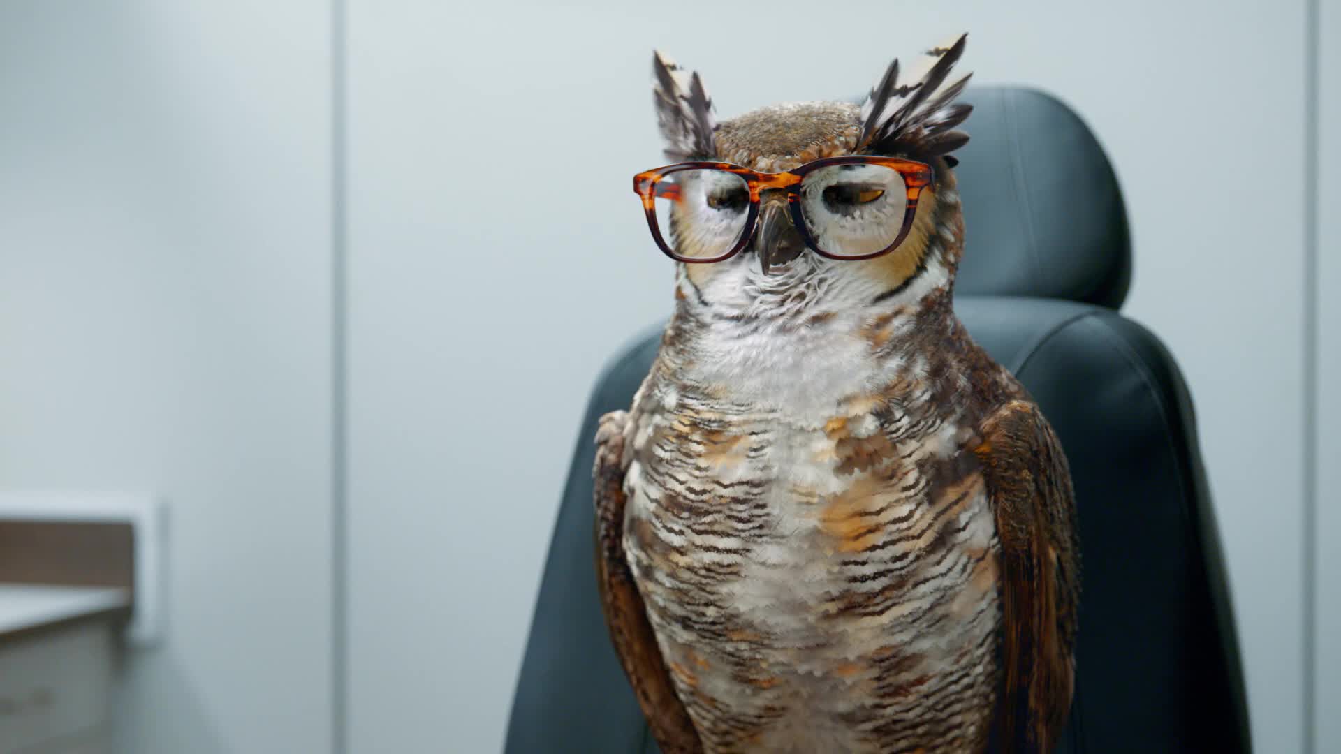 America's Best Contacts & Eyeglasses campaigns first seen Feb 2025.