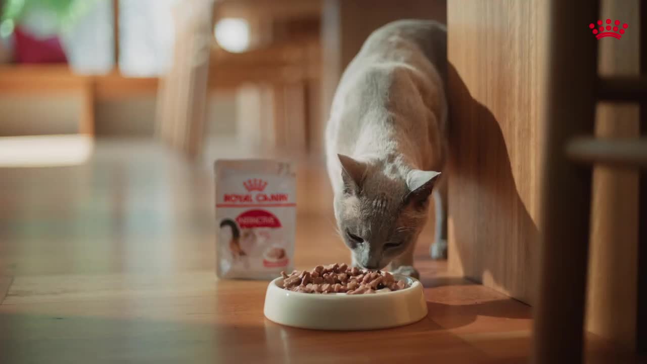Royal Canin campaigns first seen May 2026.