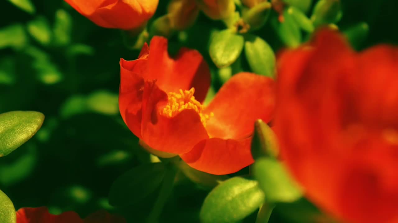 The Golub campaigns first seen May 2025.