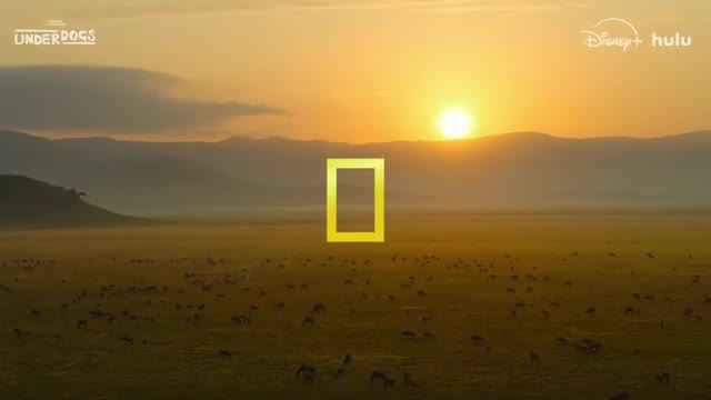 National Geographic Channel campaigns first seen May 2025.