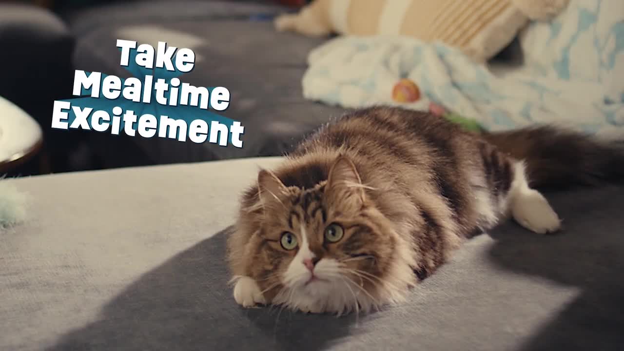 Friskies campaigns first seen Jun 2026.